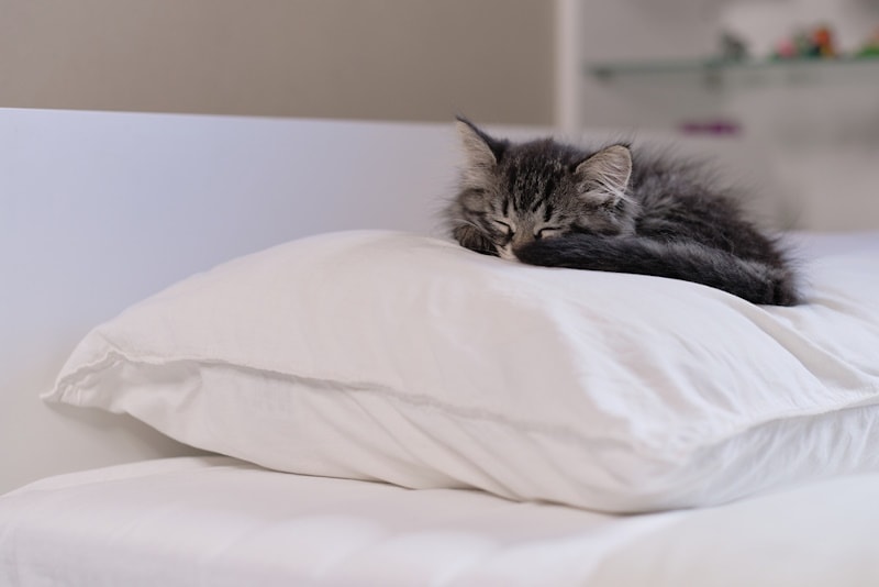 Cute-kitten-sleeping-on-a-pillow_Yavdat_Shutterstock.jpg