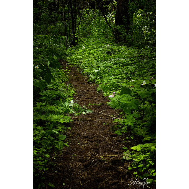 Little Forest trail