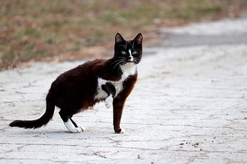Black-cat-with-white-spots-standing-on-a-rural-street-with-raised-paw_Oleg-Elkov_Shutterstock.jpg