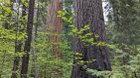 Giants of Calaveras Big Trees; Sugar Pine and Sequoia, Spring and Fall